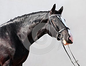 Shire horse stallion portrait