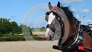 Shire Horse at a Country Show in England