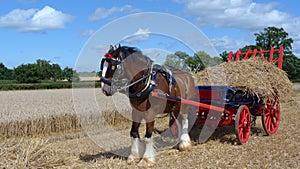 Shire Horse at a country show in England