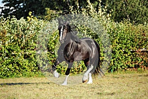 Shire Horse on evening meadow