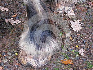 Shire horse fetlock detail