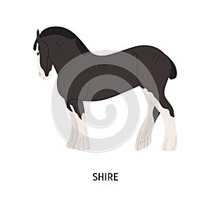 Shire horse flat vector illustration. British breed equine, pedigree hoss, draft horse. Equestrian sport, hoofed animal