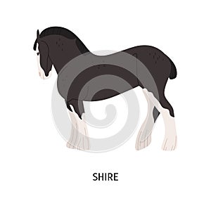 Shire horse flat vector illustration. British breed equine, pedigree hoss, draft horse. Equestrian sport, hoofed animal photo