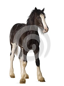 Shire horse foal