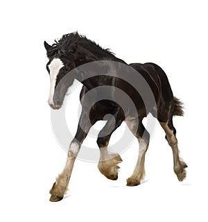 Shire horse foal galloping