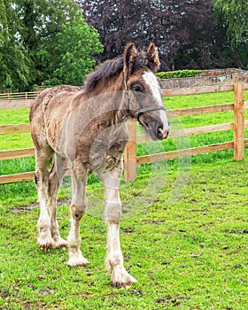 Shire Horse Foal, Sledmere House, Yorkshire, England.