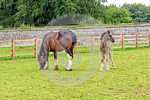 Shire Horse Mare and Foal, Sledmere House, Yorkshire, England.