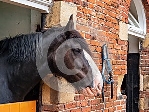 Shire Horse Mare, Sledmere House, East Yorkshire, England.