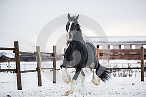 Shire horse runs around the snow-covered field