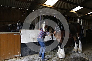 Shire Horse stables preparation for a carriage trip out photo