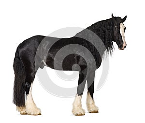 Shire Horse standing