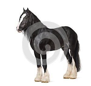 Shire Horse standing