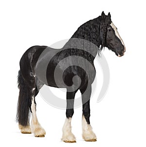 Shire Horse standing