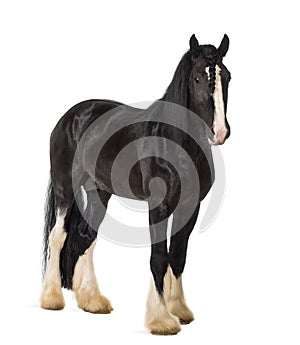 Shire Horse standing