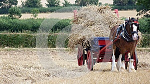 Shire Horse with Straw Wagon at Country Show