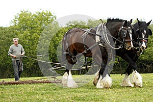 Shire Horse Team Work