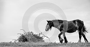 Shire Horse Trudges Towards Bush In Black And White