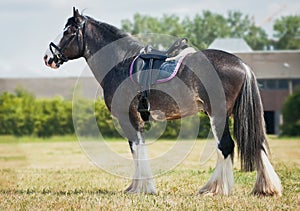 Shire horse under saddle