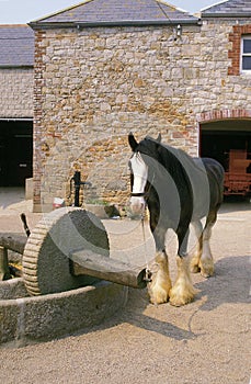 SHIRE, HORSE USED TO WORK AT PRESS