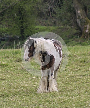 Shire Horse.