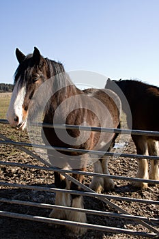 Shire Horses 2