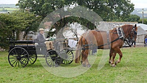 Shire Horses with carriage at a Country Show in the UK