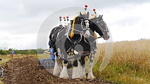 Shire Horses at a country show in the UK