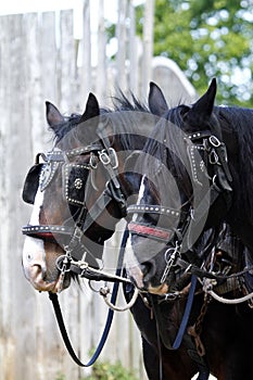 Shire Horses in Harness