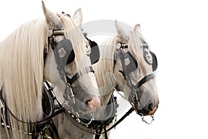 Shire Horses Isolated