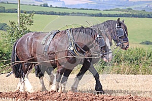 Shire horses ploughing