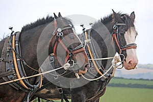 Shire Horses ploughing
