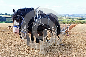 Shire horses pulling a plought
