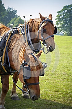 Shire horses in sunny field resting at country fair