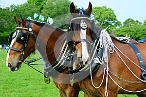 Shire horses photo