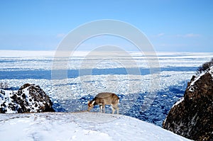 Shiretoko in winter,Hokkaido,Japan