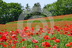 Shirley Poppies in Showa kinen Park