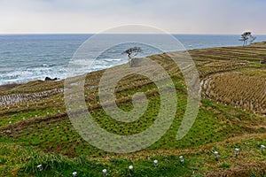 Shiroyone Senmaida Rice Terraces along the coast of Ishikawa, Japan