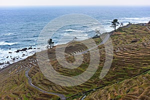 Shiroyone Senmaida Rice Terraces along the coast of Ishikawa, Japan photo