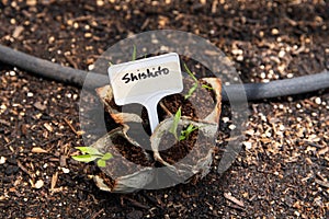 Shishito Peppers Being Planted in Garden