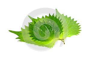 Shiso green leaf on white background.