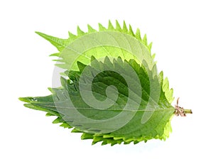 Shiso green leaf on white background.