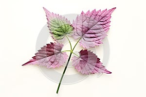 Shiso Leaf Watercolor Painting. A Thoughtful and Meaningful Gift for the Japanese Food