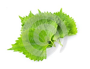 Shiso leaf on white background