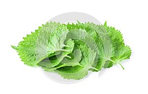 Shiso leaf on white background.