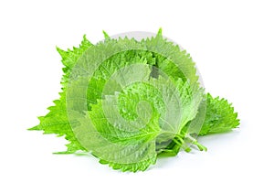 Shiso leaf on white background.