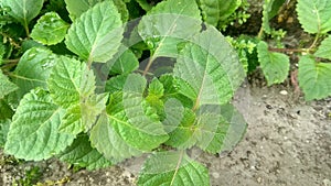 Shiso, nature, leaf, green, garden, papermine