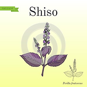 Shiso Perilla frutescens , spice and medicinal herb