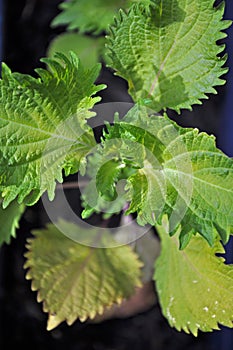 Shiso Plant