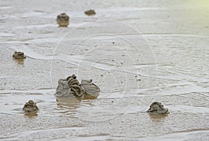 Shit form sand worm inside on a beach