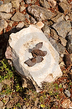 Shit on rock macro background fine art in high quality prints products 50,6 Megapixels photo